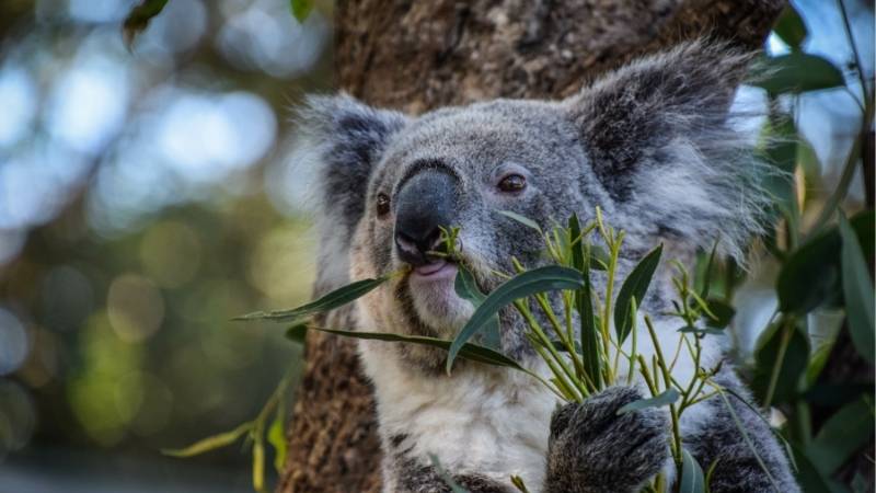 Fauna Austrália
 Fauna Austrália