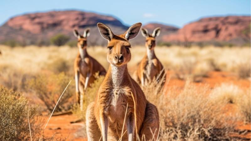 Cangurus Austrália
 Cangurus Austrália